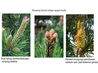 Runjung betina tahap sangat muda




Dua tahap perkembangan                                  Strobili (runjung) pembawa
runjung betina                                          serbuk sari (sel kelamin jantan
 
