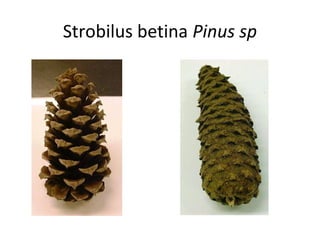 Strobilus betina Pinus sp
 