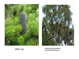 Abies sp 　   Keteleeria davidiana
             (Franchet) Beissner 　
 