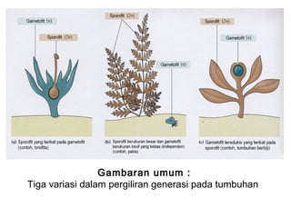 Gambaran umum :
Tiga variasi dalam pergiliran generasi pada tumbuhan
 