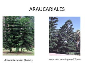 ARAUCARIALES




Araucaria excelsa (Lamb.)    Araucaria cunninghamii Sweet
 