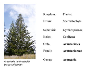 Kingdom:     Plantae

                         Divisi:      Spermatophyta

                         Subdivisi:   Gymnospermae

                         Kelas:       Coniferae

                         Ordo:        Araucariales

                         Famili:      Araucariaceae

                         Genus:       Araucaria
Araucaria heterophylla
(Araucariaceae)
 