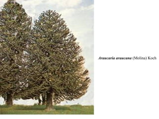 Araucaria araucana (Molina) Koch 
 