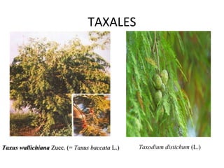 TAXALES




Taxus wallichiana Zucc. (= Taxus baccata L.)   Taxodium distichum (L.) 
 