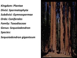 Kingdom: Plantae
Divisi: Spermatophyta
Subdivisi: Gymnospermae
Ordo: Coniferales
Family: Taxodiaceae
Genus: Sequoiadendron
Species:
Sequoiadendron giganteum
 