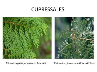 CUPRESSALES




Chamaecyparis formosensis Matsum.   Calocedrus formosana (Florin) Florin 
 