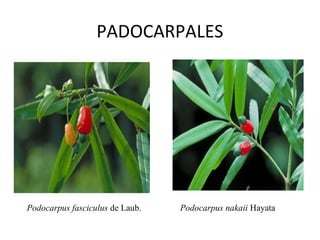 PADOCARPALES
     　


　 
                           　 




     Podocarpus fasciculus de Laub.    Podocarpus nakaii Hayata 　
 