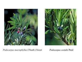 　 




Podocarpus macrophyllus (Thunb.) Sweet    Podocarpus costalis Presl
 