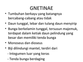 GNETINAE
• Tumbuhan berkayu yang batangnya
   bercabang-cabang atau tidak
• Daun tunggal, lebar dan tulang daun menyirip
• Bunga berkelamin tunggal, tersusun majemuk,
   terdapat dalam ketiak daun pelindung yang
   besar dan memiliki tenda bunga
• Monoseus dan dioseus
• Biji dilindungi mantel, terdiri dari
  - Integumen luar yang keras
  - Tenda bunga berdaging
 