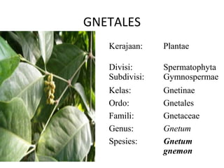 GNETALES
   Kerajaan:    Plantae

   Divisi:      Spermatophyta
   Subdivisi:   Gymnospermae
   Kelas:       Gnetinae
   Ordo:        Gnetales
   Famili:      Gnetaceae
   Genus:       Gnetum
   Spesies:     Gnetum
                gnemon
 