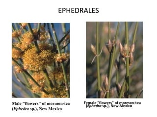 EPHEDRALES




Male "flowers" of mormon-tea   Female "flowers" of mormon-tea
                                (Ephedra sp.), New Mexico
(Ephedra sp.), New Mexico 
 