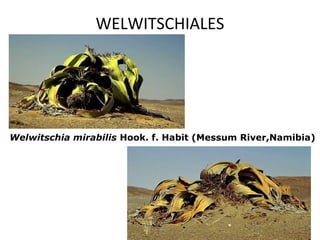WELWITSCHIALES




Welwitschia mirabilis Hook. f. Habit (Messum River,Namibia) 
 