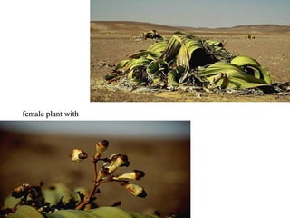 female plant with
megastrobili
 