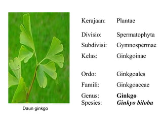 Kerajaan:    Plantae

              Divisio:     Spermatophyta
              Subdivisi:   Gymnospermae
              Kelas:       Ginkgoinae

              Ordo:        Ginkgoales
              Famili:      Ginkgoaceae
              Genus:       Ginkgo
              Spesies:     Ginkyo biloba
Daun ginkgo
 