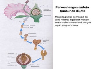 Perkembangan embrio
   tumbuhan dikotil
Menjelang bakal biji menjadi biji
yang matang, zigot telah menjadi
suatu tumbuhan embrionik dengan
organ yang sempurna
 