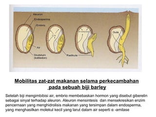Mobilitas zat-zat makanan selama perkecambahan
                   pada sebuah biji barley
Setelah biji mengimbibisi air, embrio membebaskan hormon yang disebut giberelin
sebagai sinyal terhadap aleuron. Aleuron mensintesis dan mensekresikan enzim
pencernaan yang menghidrolisis makanan yang tersimpan dalam endosperma,
yang menghasilkan molekul kecil yang larut dalam air seperti α -amilase
 