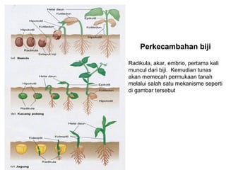 Perkecambahan biji

Radikula, akar, embrio, pertama kali
muncul dari biji. Kemudian tunas
akan memecah permukaan tanah
melalui salah satu mekanisme seperti
di gambar tersebut
 