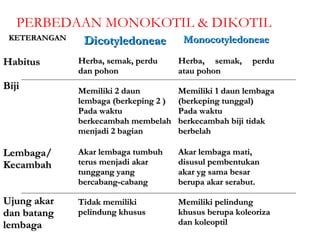 PERBEDAAN MONOKOTIL & DIKOTIL
 KETERANGAN    Dicotyledoneae           Monocotyledoneae

Habitus       Herba, semak, perdu      Herba, semak,     perdu
              dan pohon                atau pohon
Biji          Memiliki 2 daun          Memiliki 1 daun lembaga
              lembaga (berkeping 2 )   (berkeping tunggal)
              Pada waktu               Pada waktu
              berkecambah membelah     berkecambah biji tidak
              menjadi 2 bagian         berbelah

Lembaga/      Akar lembaga tumbuh      Akar lembaga mati,
Kecambah      terus menjadi akar       disusul pembentukan
              tunggang yang            akar yg sama besar
              bercabang-cabang         berupa akar serabut.

Ujung akar    Tidak memiliki           Memiliki pelindung
dan batang    pelindung khusus         khusus berupa koleoriza
lembaga                                dan koleoptil
 