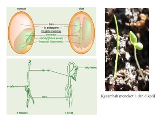 Kecambah monokotil dan dikotil
 