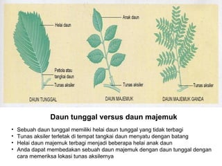 Daun tunggal versus daun majemuk
•   Sebuah daun tunggal memiliki helai daun tunggal yang tidak terbagi
•   Tunas aksiler terletak di tempat tangkai daun menyatu dengan batang
•   Helai daun majemuk terbagi menjadi beberapa helai anak daun
•   Anda dapat membedakan sebuah daun majemuk dengan daun tunggal dengan
    cara memeriksa lokasi tunas aksilernya
 