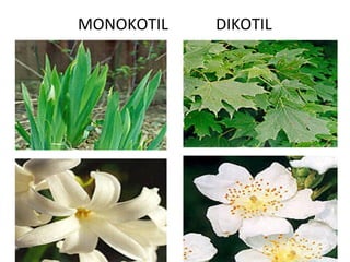 MONOKOTIL   DIKOTIL
 
