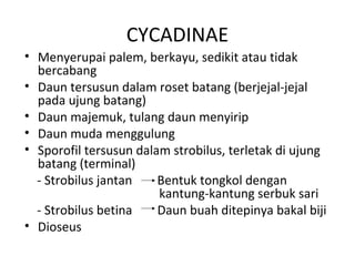 CYCADINAE
• Menyerupai palem, berkayu, sedikit atau tidak
  bercabang
• Daun tersusun dalam roset batang (berjejal-jejal
  pada ujung batang)
• Daun majemuk, tulang daun menyirip
• Daun muda menggulung
• Sporofil tersusun dalam strobilus, terletak di ujung
  batang (terminal)
  - Strobilus jantan    Bentuk tongkol dengan
                        kantung-kantung serbuk sari
  - Strobilus betina    Daun buah ditepinya bakal biji
• Dioseus
 