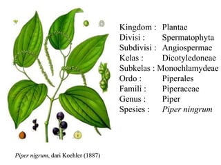 Kingdom : Plantae
                                    Divisi :    Spermatophyta
                                    Subdivisi : Angiospermae
                                    Kelas :     Dicotyledoneae
                                    Subkelas : Monochlamydeae
                                    Ordo :      Piperales
                                    Famili :    Piperaceae
                                    Genus :     Piper
                                    Spesies : Piper ningrum




Piper nigrum, dari Koehler (1887)
 