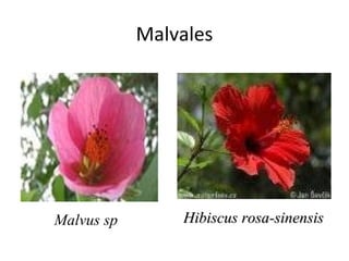 Malvales




Malvus sp       Hibiscus rosa-sinensis
 