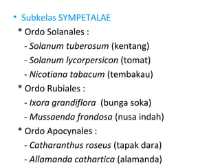 • Subkelas SYMPETALAE
 * Ordo Solanales :
   - Solanum tuberosum (kentang)
   - Solanum lycorpersicon (tomat)
   - Nicotiana tabacum (tembakau)
 * Ordo Rubiales :
   - Ixora grandiflora (bunga soka)
   - Mussaenda frondosa (nusa indah)
 * Ordo Apocynales :
   - Catharanthus roseus (tapak dara)
   - Allamanda cathartica (alamanda)
 