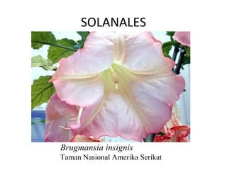 SOLANALES




Brugmansia insignis
Taman Nasional Amerika Serikat
 