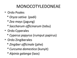 MONOCOTYLEDONEAE
• Ordo Poales
  * Oryza sativa (padi)
  * Zea mays (jagung)
  * Saccharum officinarum (tebu)
• Ordo Cyperales
  * Cyperus papyrus (rumput papirus)
• Ordo Zingiberales
  * Zingiber officinale (jahe)
  * Curcuma domestica (kunyit)
  * Alpinia galanga (laos)
 