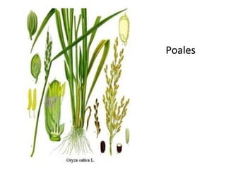 Poales
 