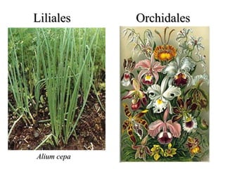 Liliales     Orchidales




Alium cepa
 