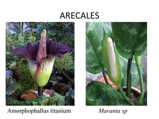 ARECALES




Amorphophallus titanium   Maranta sp
 