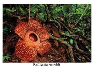 Rafflessia Arnoldi
 