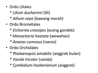 • Ordo Liliales
  * Lilium duchartrei (lili)
  * Allium cepa (bawang merah)
• Ordo Bromeliales
  * Eichornia crassipes (eceng gondok)
  * Monochoria hastata (wewehan)
  * Ananas comosus (nanas)
• Ordo Orchidales
  * Phalaenopsis amabilis (anggrek bulan)
  * Vanda tricolor (vanda)
  * Cymbidium hookerianum (anggrek)
 