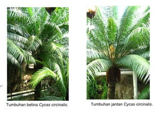 Tumbuhan betina Cycas circinalis.   Tumbuhan jantan Cycas circinalis.
 
