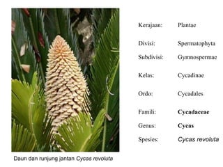 Kerajaan:    Plantae

                                         Divisi:      Spermatophyta

                                         Subdivisi:   Gymnospermae

                                         Kelas:       Cycadinae

                                         Ordo:        Cycadales

                                         Famili:      Cycadaceae

                                         Genus:       Cycas

                                         Spesies:     Cycas revoluta


Daun dan runjung jantan Cycas revoluta
 