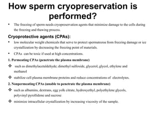 How sperm cryopreservation is
performed?
• The freezing of sperm needs cryopreservation agents that minimize damage to the cells during
the freezing and thawing process.
Cryoprotective agents (CPAs):
• low molecular weight chemicals that serve to protect spermatozoa from freezing damage or ice
crystallization by decreasing the freezing point of materials.
• CPAs can be toxic if used at high concentrations.
1. Permeating CPAs (penetrate the plasma membrane)
 such as dimethylacetaldehyde; dimethyl sulfoxide, glycerol, glycol, ethylene and
methanol
 stabilize cell plasma membrane proteins and reduce concentrations of electrolytes.
2. Nonpermeating CPAs (unable to penetrate the plasma membrane)
 such as albumins, dextrans, egg yolk citrate, hydroxyethyl, polyethylene glycols,
polyvinyl pyrollidone and sucrose
 minimize intracellular crystallization by increasing viscosity of the sample.
 