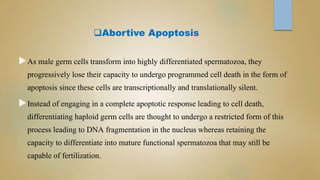 Abortive Apoptosis
As male germ cells transform into highly differentiated spermatozoa, they
progressively lose their capacity to undergo programmed cell death in the form of
apoptosis since these cells are transcriptionally and translationally silent.
Instead of engaging in a complete apoptotic response leading to cell death,
differentiating haploid germ cells are thought to undergo a restricted form of this
process leading to DNA fragmentation in the nucleus whereas retaining the
capacity to differentiate into mature functional spermatozoa that may still be
capable of fertilization.
 