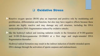  Oxidative Stress
Reactive oxygen species (ROS) play an important and positive role by modulating cell
proliferation, differentiation and function, but also may have negative effects because these
species are highly reactive and may damage any cell structure, including the DNA
moleculeSperm DNA fragmentation induced by oxidative attacks.
like the hydroxyl radical and ionizing radiation results in the formation of 8-OH-guanine
and 8-OH-20-deoxyguanosine (8-OHdG) at a first stage and single-stranded DNA
fragmentation thereafter.
Hydroxyl radical formation may result in the indirect induction of double-stranded sperm
DNA damage through the activation of sperm caspases and endonucleases.
 
