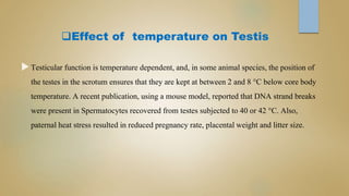 Effect of temperature on Testis
Testicular function is temperature dependent, and, in some animal species, the position of
the testes in the scrotum ensures that they are kept at between 2 and 8 °C below core body
temperature. A recent publication, using a mouse model, reported that DNA strand breaks
were present in Spermatocytes recovered from testes subjected to 40 or 42 °C. Also,
paternal heat stress resulted in reduced pregnancy rate, placental weight and litter size.
 