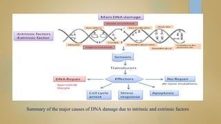 Summary of the major causes of DNA damage due to intrinsic and extrinsic factors
 