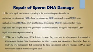 Repair of Sperm DNA Damage
The main repair mechanisms operating in the mammalian germline cells are:
nucleotide excision repair (NER), base excision repair (BER), mismatch repair (MMR), post
replication repair (PRR) and DNA double strand break repair (DSBR). During the last years,
significant new insights have been gained into the mechanism and biological relevance of DSBs
repair in relation to genome stability.
 DSBs are a highly toxic DNA lesion, because they can lead to chromosome fragmentation,
chromosome domain loss, translocations or other genome rearrangements. Currently, there are
relatively few publications that summarize the basic information and new findings on DNA repair
mechanisms used in mammalian germ cells.
 