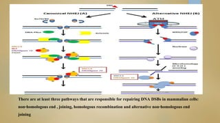 There are at least three pathways that are responsible for repairing DNA DSBs in mammalian cells:
non-homologous end , joining, homologous recombination and alternative non-homologous end
joining
 