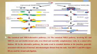  The canonical and NHEJ-alternative pathways. (A) The canonical NHEJ pathway, involving KU and
XRCC4, can seal double-strand ends, even distal and non-fully complementary ends, in a conservative
fashion; (B) In the alternative pathway, the main event is extended deletion at the junction, generally
associated with the use of internal microhomologies distant from the ends. And XRCC1 and DNA ligase-
III are used for strand ends ligation.
 