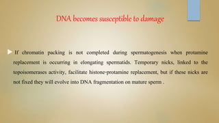 DNA becomes susceptible to damage
 If chromatin packing is not completed during spermatogenesis when protamine
replacement is occurring in elongating spermatids. Temporary nicks, linked to the
topoisomerases activity, facilitate histone-protamine replacement, but if these nicks are
not fixed they will evolve into DNA fragmentation on mature sperm .
 