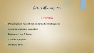 factors affecting DNA
1-Intrinsic
• Deficiencies in Recombination during Spermatogenesis
• Abnormal spermatid maturation
• Protamine 1 and 2 Ratios
• Abortive Apoptosis
• Oxidative Stress
 