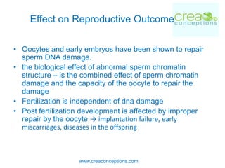 Effect on Reproductive Outcome

• Oocytes and early embryos have been shown to repair
  sperm DNA damage.
• the biological effect of abnormal sperm chromatin
  structure – is the combined effect of sperm chromatin
  damage and the capacity of the oocyte to repair the
  damage
• Fertilization is independent of dna damage
• Post fertilization development is affected by improper
  repair by the oocyte → implantation failure, early
  miscarriages, diseases in the offspring



                   www.creaconceptions.com
 