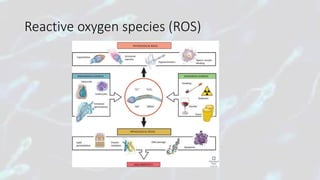 Reactive oxygen species (ROS)
 
